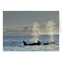 Orca Whales' Breath Cards
