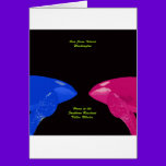 Orca Whales Nose to Nose cards
