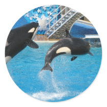 Orca Whales Sticker