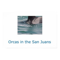 Orcas in the San Juans posters by ndill Orcas in the San Juans posters