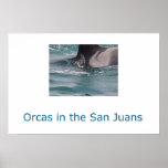 Orcas in the San Juans posters