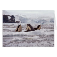 Orcas Spyhopping Card card