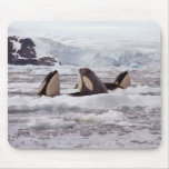 Orcas Spyhopping Mouspad mousepads