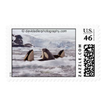 Orcas Spyhopping Postage Stamp by daphoto Orcas Spyhopping Postage Stamp