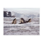 Orcas Spyhopping Postcard Orcas Spyhopping Postcard