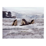 Orcas Spyhopping Postcard