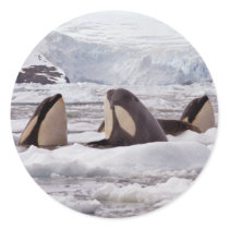 Orcas Spyhopping Sticker