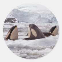 Orcas Spyhopping Sticker