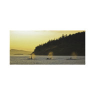 Orcas Sunset Canvas wrappedcanvas