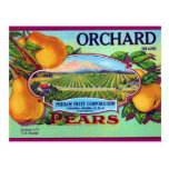 Orchard Pears Post Cards