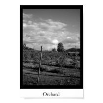 Orchard posters