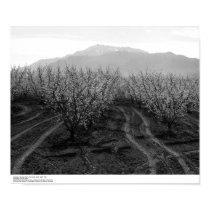 Orchards at Banning Heights, Mt. San Jacinto, 1966 posters by ucrcmp Orchards at Banning Heights, Mt. San Jacinto, 1966 posters
