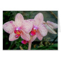 Orchid 001 Card