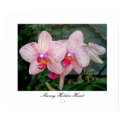 Orchid 001 - Huge Size posters
