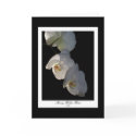 Orchid 002 Greeting Card by SherryHolderHunt Orchid 002 Greeting Card