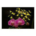 Orchid 03 posters by C00L_AC Orchid 03 posters