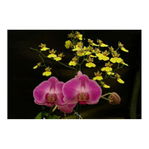 Orchid 03 posters