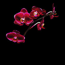 Orchid #15 Top t-shirts by photorolandi Orchid #15 Top t-shirts