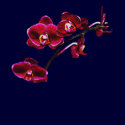 Orchid #15 Top t-shirts