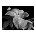 Orchid 1 posters