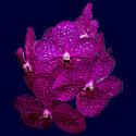 Orchid #5 Top t-shirts
