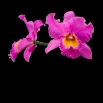 Orchid #6 Top t-shirts