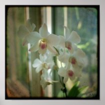 orchid 8 x 8 original Nature TTV photograph Posters
