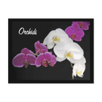 Orchid and White, Orchids postcards