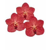 Orchid Angela t-shirts
