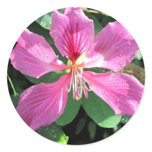 Orchid at Butterfly House sticker