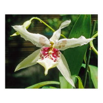 Orchid Beallara 'Tahoma Glacier' posters