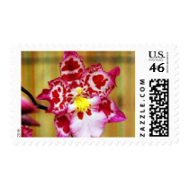 Orchid Beauty postage