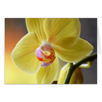 Orchid blossom greeting cards
