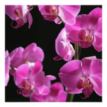 Orchid Blossoms Invitations