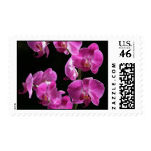 Orchid Blossoms Postage Stamp