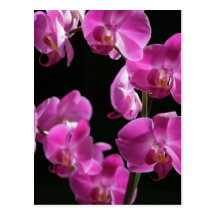 Orchid Blossoms Postcard