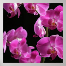 Orchid Blossoms Poster