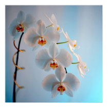 Orchid Branch posters by roimim Orchid Branch posters