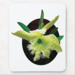 Orchid Brassavola
