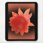 Orchid Cactus - Epiphyllum Ackermannii - Blossom Mousepads