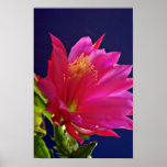 Orchid cactus  flowers poster