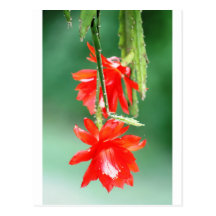 Orchid Cactus in Bloom Post Cards