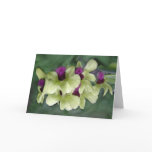 edible flowers, orchids, orchid gardens, orchid