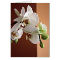 Orchid cards by iiiyaaa Orchid cards