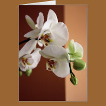 Orchid cards