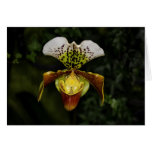 Orchid Card
