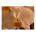 Orchid cards