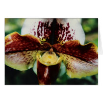 Orchid cards by Jack_of_Arts Orchid cards