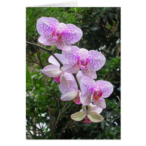 Orchid card