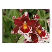 Orchid cards by Kethram Orchid cards